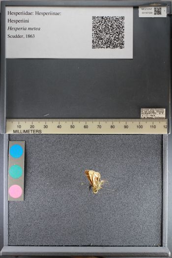 Media type: image;   Entomology 197339